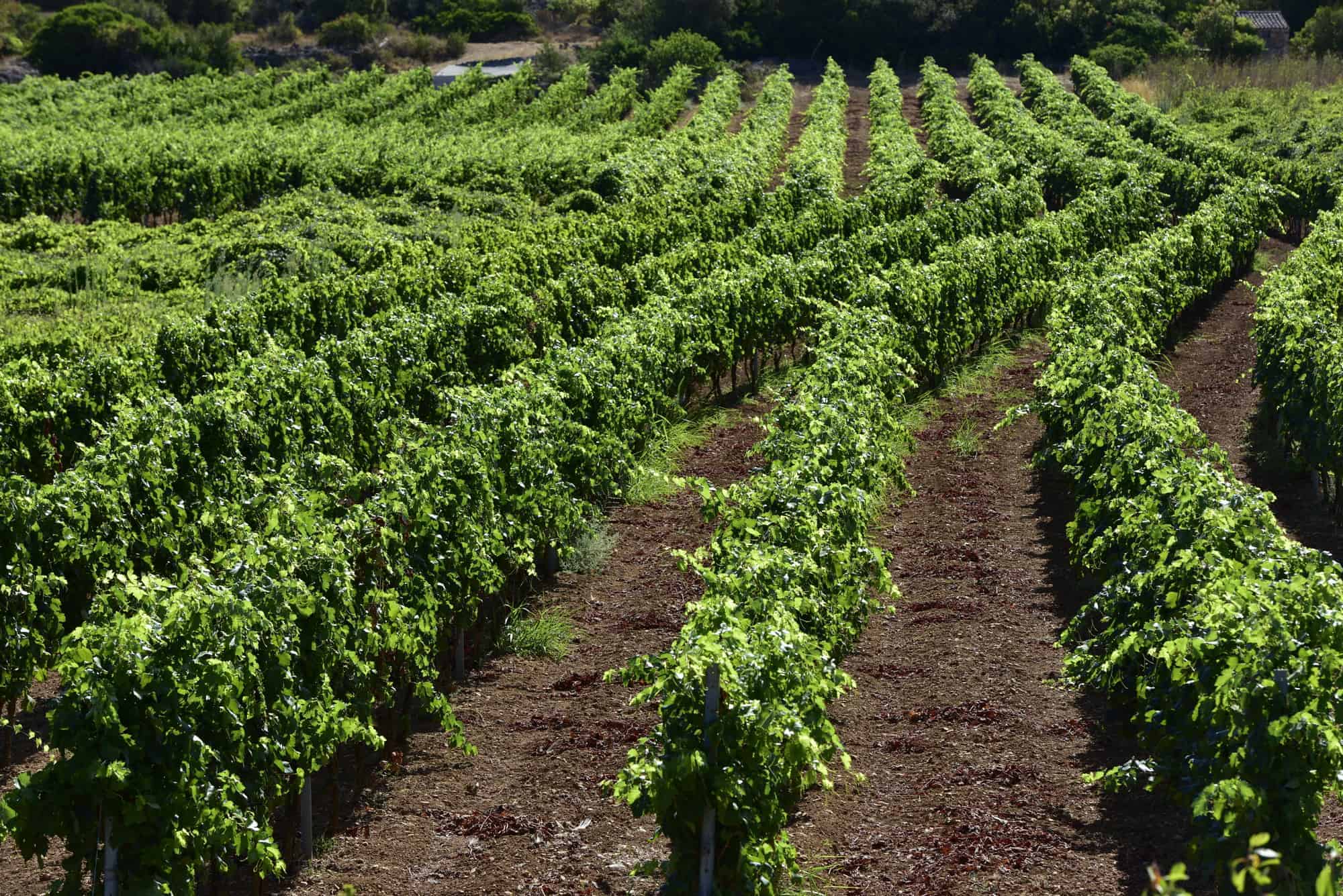 Voščice vinograd